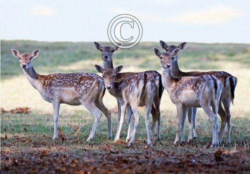 Fallow Deer Does DM0132